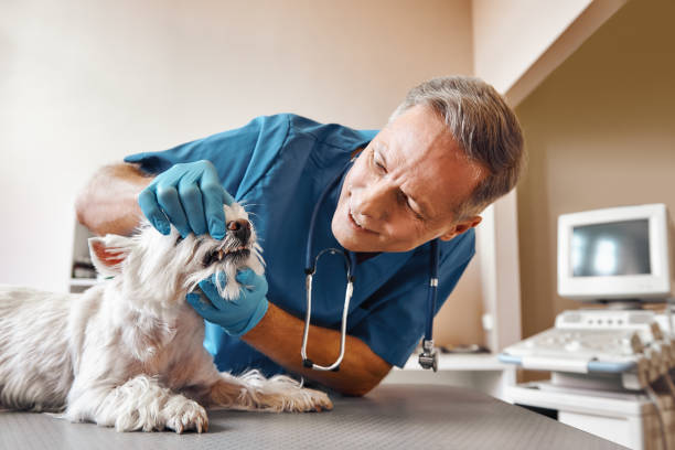 Best Emergency Dentist for Special Needs Patients in Coudersport, PA